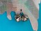 2 Pack Hanging Reflective Owl to Scare Birds Away Bird Blinder Bird Scare Devices Woodpecker, Swallow, Hawks, Crows, Pigeons and Birds